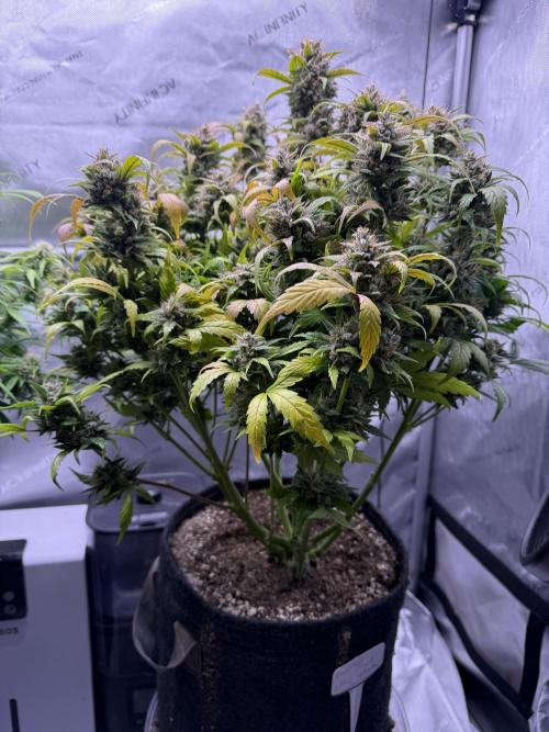 Grandpa’s Stash. Week 11 - Day 73