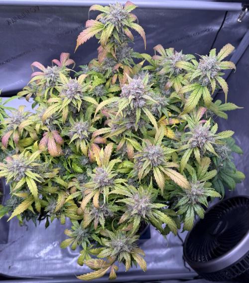 Grandpa’s Stash. Week 11