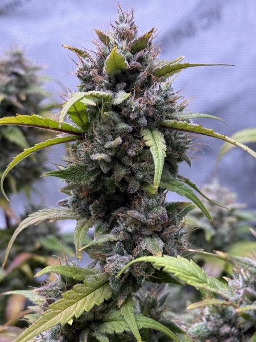 Grandpa’s Stash. Week 11