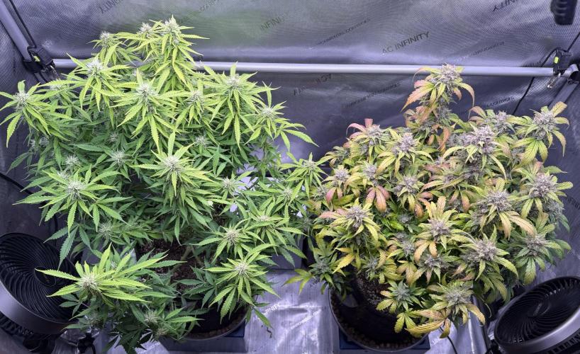 Original Big Bud. Week 10 - Day 69