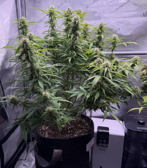 Original Big Bud. Week 10 - Day 69