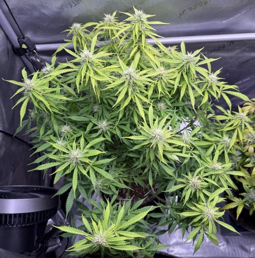 Original Big Bud. Week 10 - Day 69