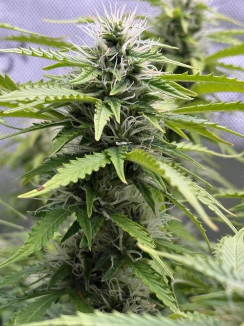 Original Big Bud. Week 10 - Day 69