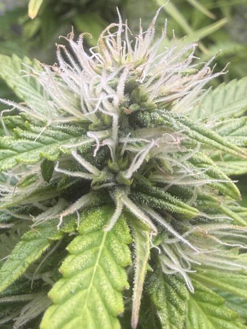 Original Big Bud. Week 10 - Day 69