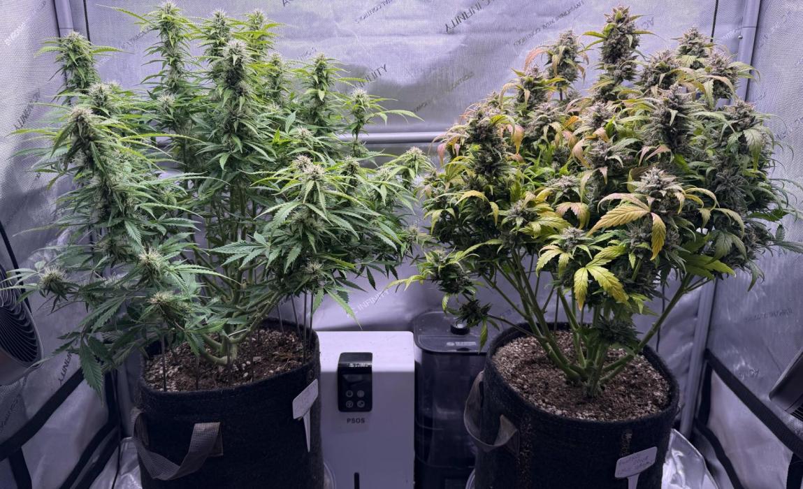 Original Big Bud. Week 11