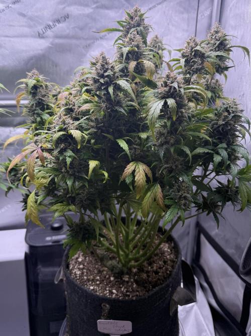 Grandpa’s Stash. Week 12 - Day 81