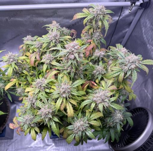 Grandpa’s Stash. Week 12 - Day 81