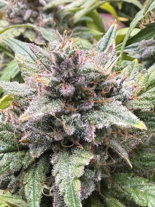 Grandpa’s Stash. Week 12 - Day 81