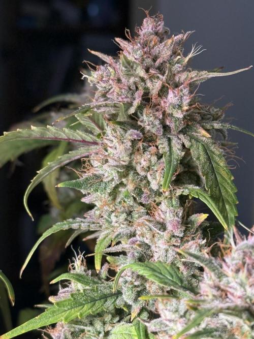 Grandpa’s Stash. Week 12 - Day 81