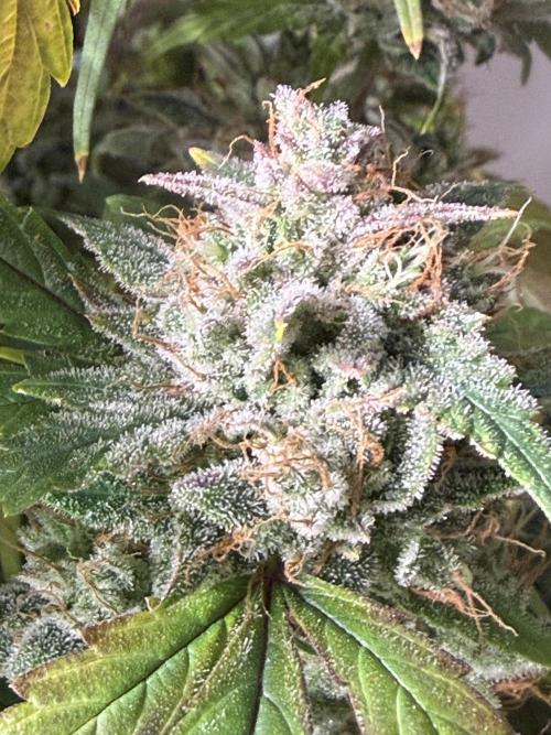 Grandpa’s Stash. Week 12 - Day 81