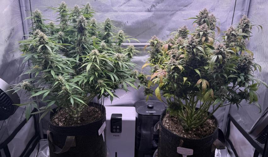 Original Big Bud. Week 11 - Day 77