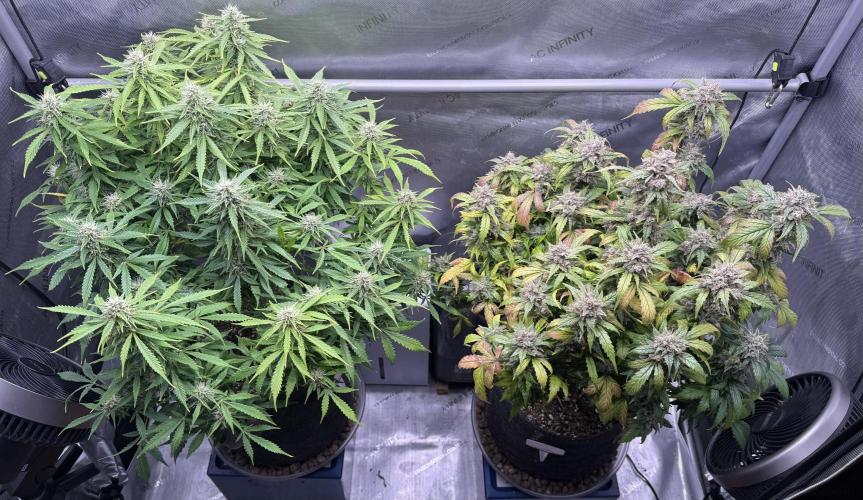 Original Big Bud. Week 11 - Day 77