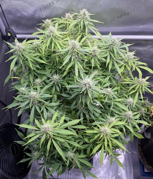 Original Big Bud. Week 11 - Day 77