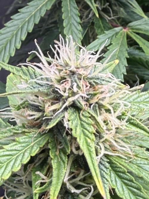 Original Big Bud. Week 11 - Day 77