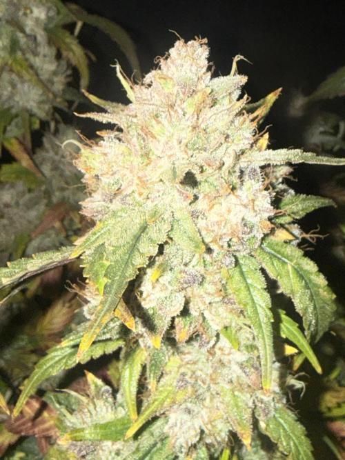 Grandpa’s Stash. Week 13