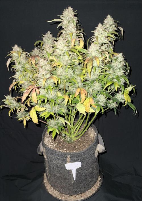 Grandpa’s Stash. Week 13 - Day 85