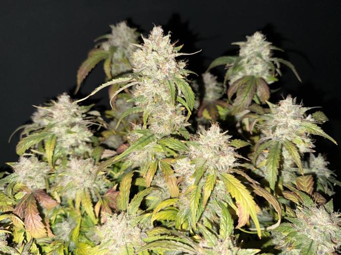 Grandpa’s Stash. Week 13 - Day 85