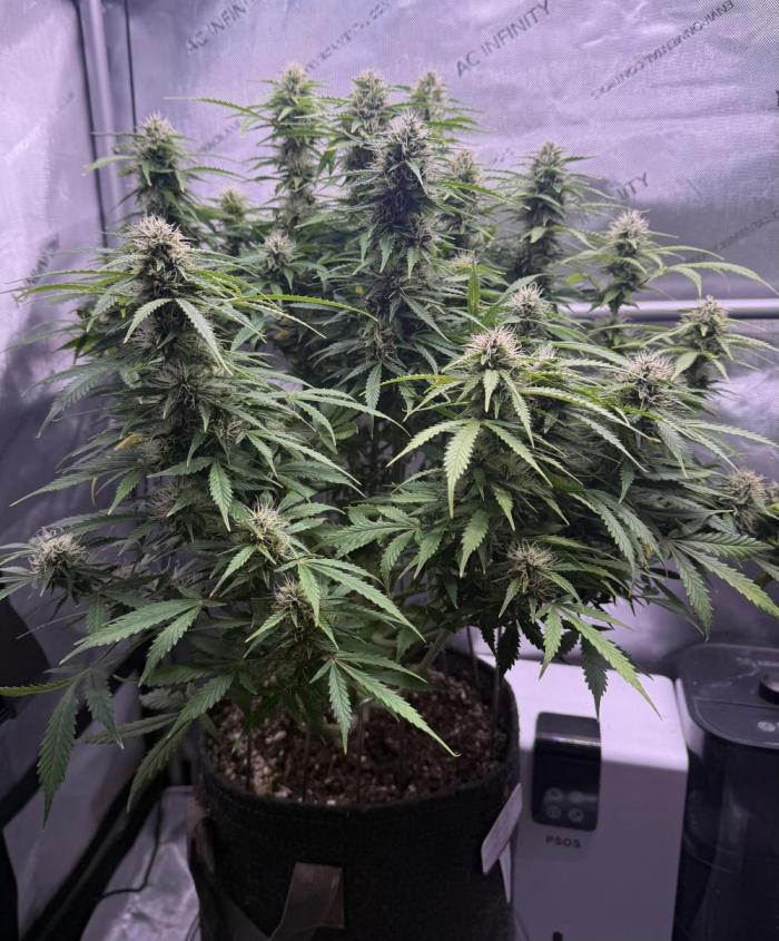 Original Big Bud. Week 12