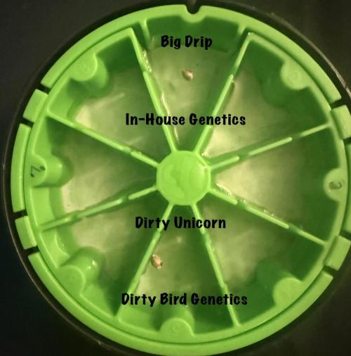 Big Drip. Week 0 - Germ Day 1