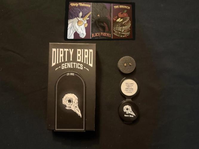 Dirty Unicorn. Week 0