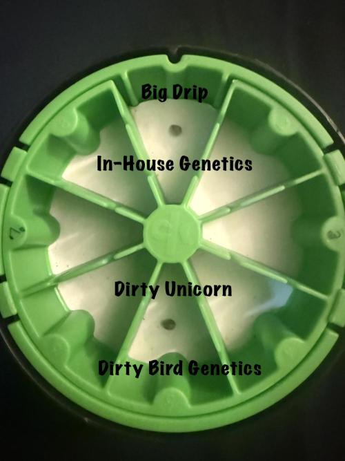 Dirty Unicorn. Week 0 - Germ Day 1