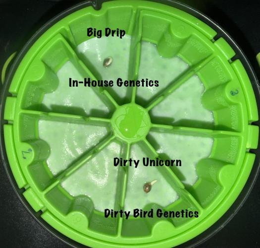 Dirty Unicorn. Week 0 - Germ Day 2