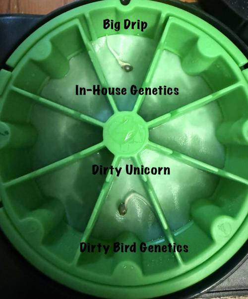Big Drip. Week 0 - Germ Day 3