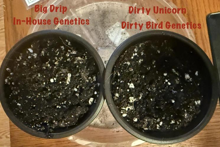 Big Drip. Week 0 - Germ Day 3