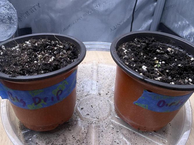 Big Drip. Week 0 - Germ Day 4