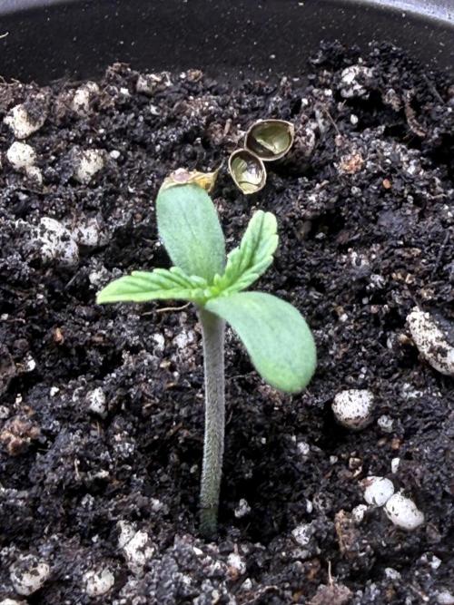 Dirty Unicorn. Week 1 - Day 1 Seedling