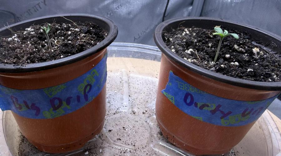 Big Drip. Week 1 - Day 1 Seedling