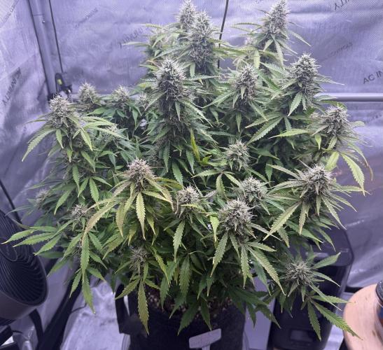 Original Big Bud. Week 13 - Day 85