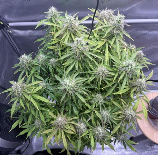 Original Big Bud. Week 13 - Day 85