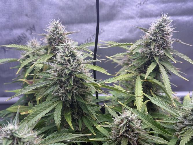 Original Big Bud. Week 13 - Day 85