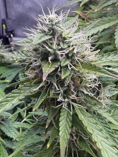 Original Big Bud. Week 13 - Day 85