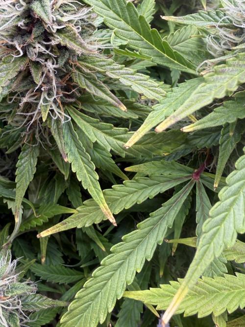 Original Big Bud. Week 13 - Day 85