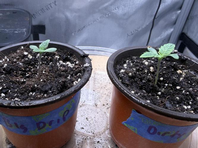 Big Drip. Week 1 - Day 3 Seedling