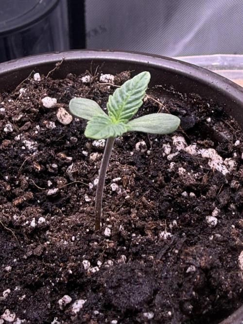Big Drip. Week 1 - Day 3 Seedling