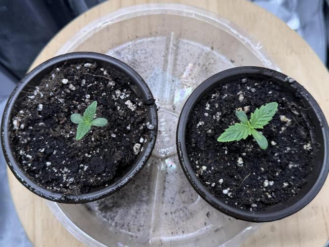 Dirty Unicorn. Week 1 - Day 3 Seedling