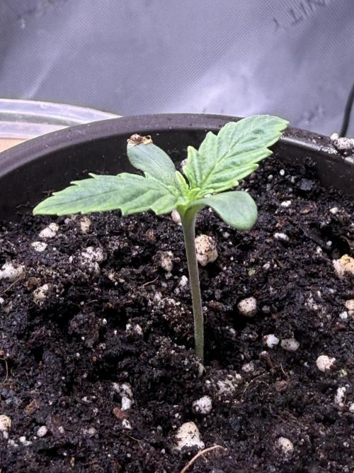 Dirty Unicorn. Week 1 - Day 3 Seedling