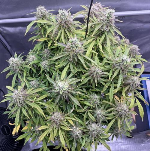 Original Big Bud. Week 13 - Day 90