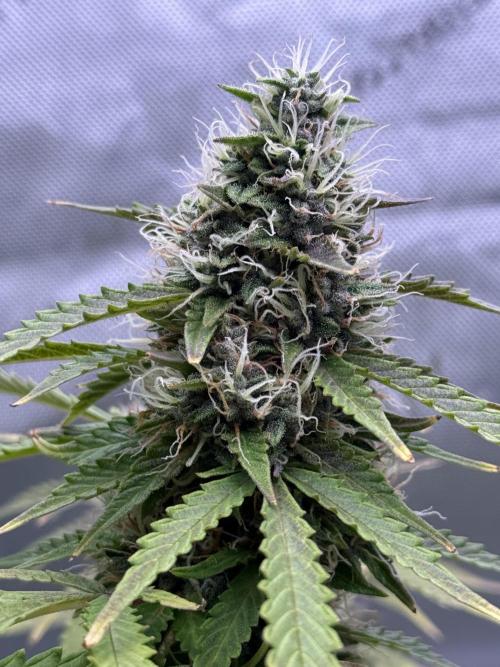 Original Big Bud. Week 13 - Day 90