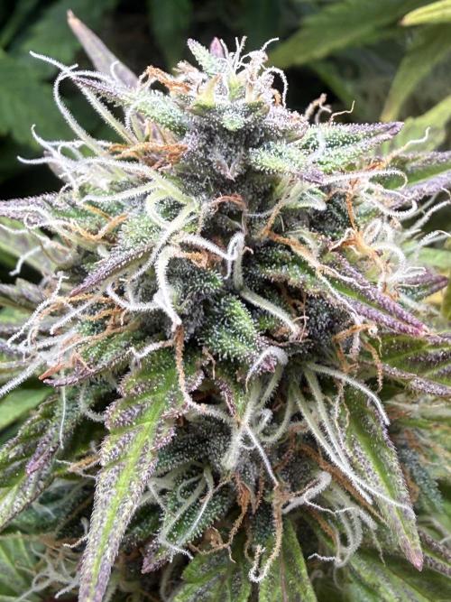 Original Big Bud. Week 13 - Day 90