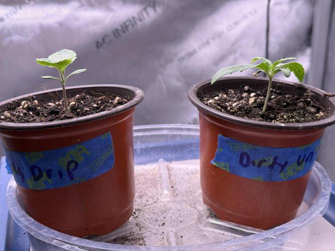 Dirty Unicorn. Week 1 - Day 6 Seedling