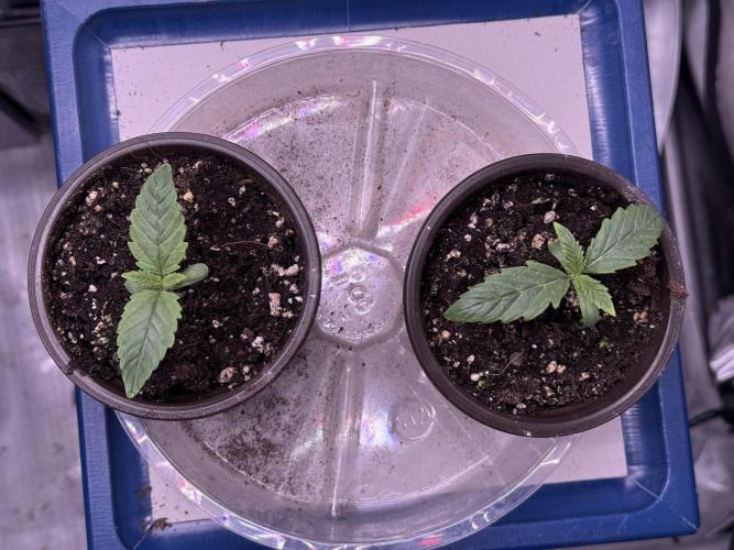 Dirty Unicorn. Week 1 - Day 6 Seedling