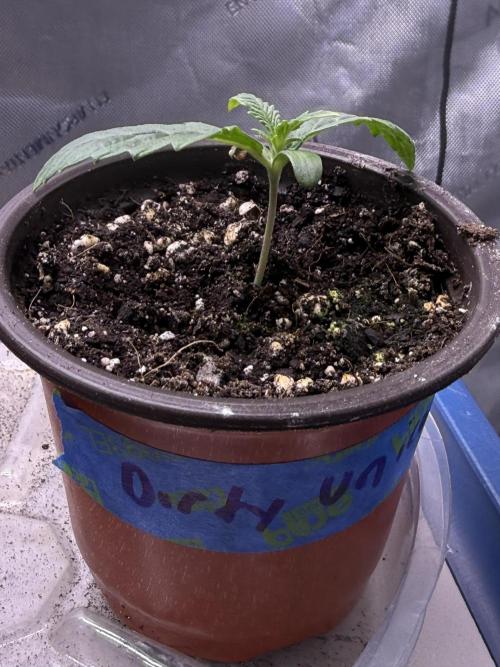 Dirty Unicorn. Week 1 - Day 6 Seedling