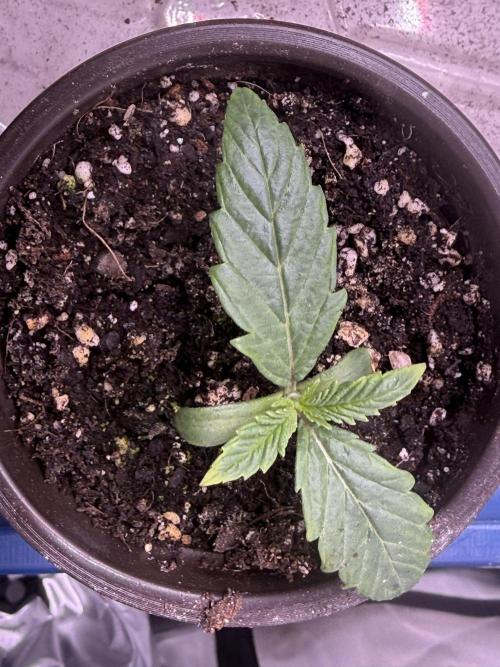 Dirty Unicorn. Week 1 - Day 6 Seedling