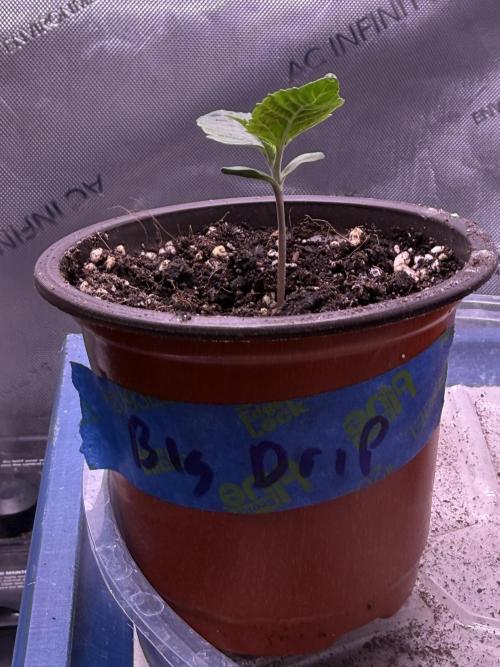Big Drip. Week 1 - Day 6 Seedling