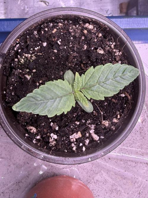 Big Drip. Week 1 - Day 6 Seedling