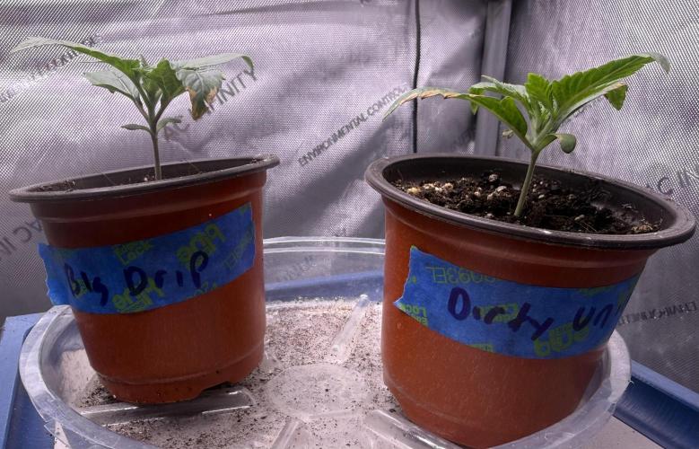 Big Drip. Week 2 - Day 9